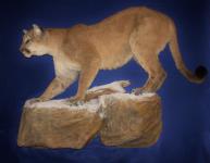 Safari Life Taxidermy Photo Galleries