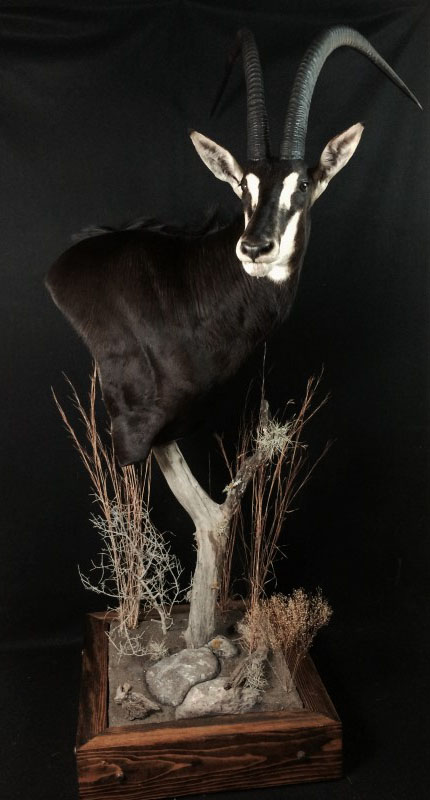 Safari Life Taxidermy - Water Buffalo