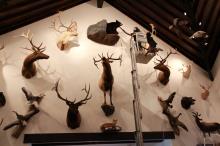 Trophy room design gallery