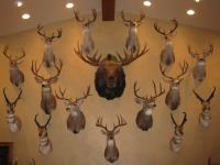 Trophy room design gallery