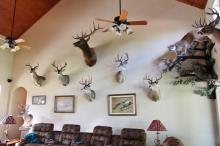 Trophy room design gallery