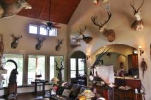 Trophy room design gallery