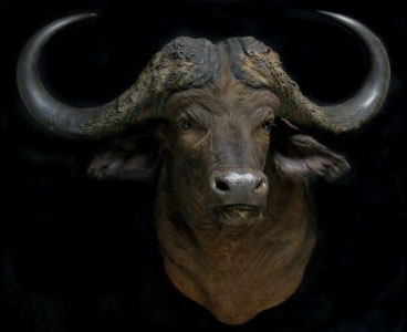 Safari Life Taxidermy - Water Buffalo