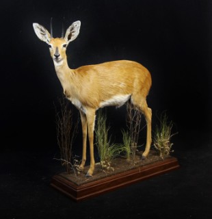 Safari Life Taxidermy