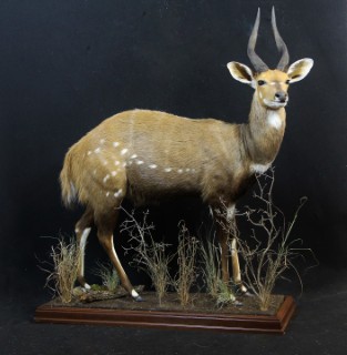 Safari Life Taxidermy