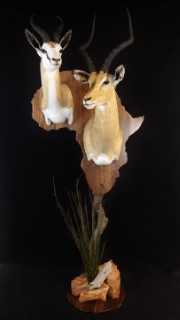 Safari Life Taxidermy