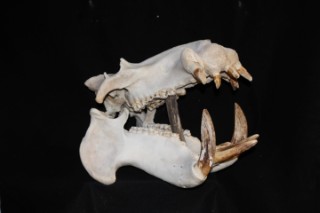 Safari Life Taxidermy