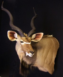 Safari Life Taxidermy