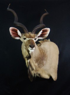 Safari Life Taxidermy
