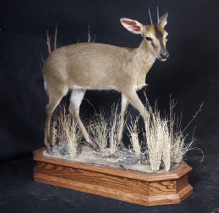 Safari Life Taxidermy