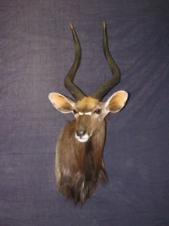 Safari Life Taxidermy