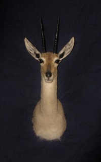 Safari Life Taxidermy