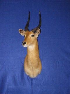 Safari Life Taxidermy