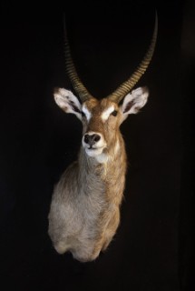 Safari Life Taxidermy