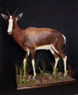 Safari Life Taxidermy