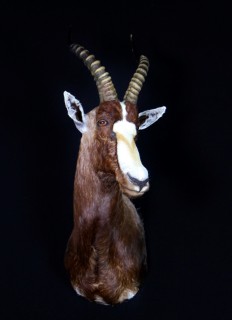 Safari Life Taxidermy