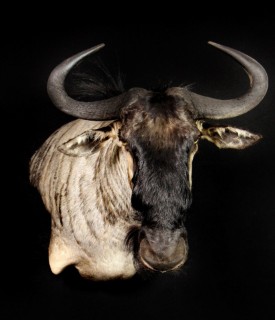 Safari Life Taxidermy