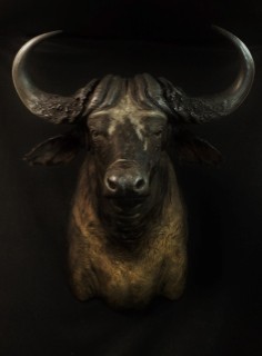 Safari Life Taxidermy