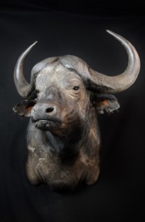 Safari Life Taxidermy