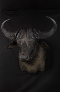 Safari Life Taxidermy