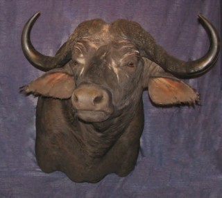 Safari Life Taxidermy