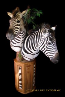 Safari Life Taxidermy