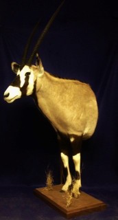 Safari Life Taxidermy