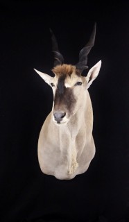 Safari Life Taxidermy