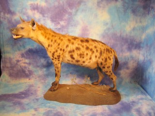 Safari Life Taxidermy