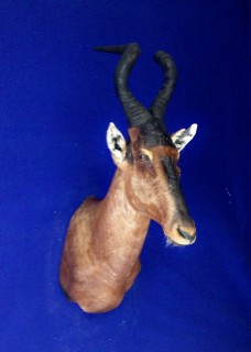 Safari Life Taxidermy