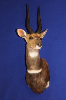 Safari Life Taxidermy