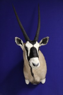 Safari Life Taxidermy