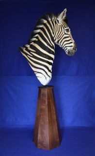 Safari Life Taxidermy