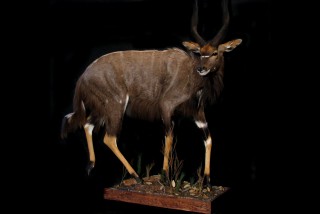 Safari Life Taxidermy