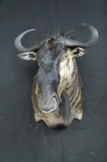 Safari Life Taxidermy
