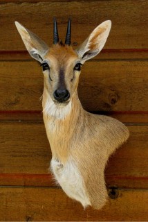 Safari Life Taxidermy