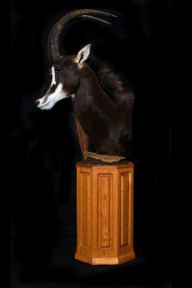 Safari Life Taxidermy