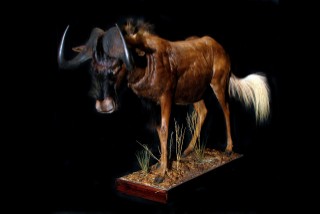 Safari Life Taxidermy