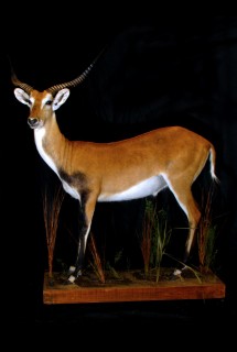 Safari Life Taxidermy