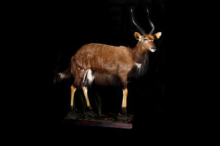 Safari Life Taxidermy