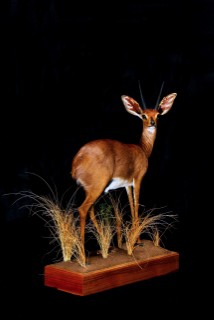 Safari Life Taxidermy