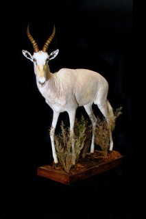 Safari Life Taxidermy