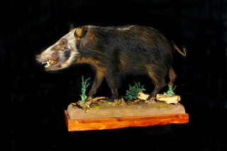 Safari Life Taxidermy
