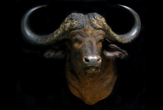 Safari Life Taxidermy