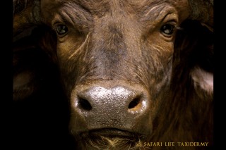 Safari Life Taxidermy