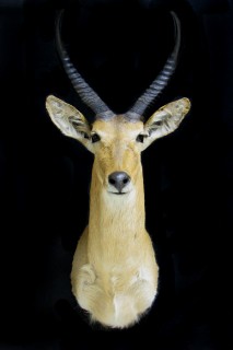 Safari Life Taxidermy