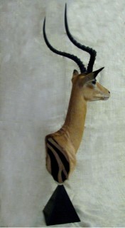 Safari Life Taxidermy