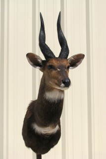 Safari Life Taxidermy