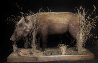Safari Life Taxidermy