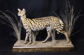 Safari Life Taxidermy